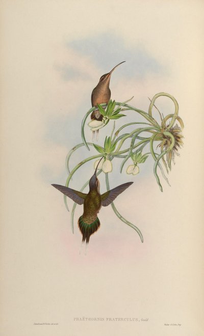 Phaethornis fraterculus = Phaethornis superciliosus superciliosus door John Gould